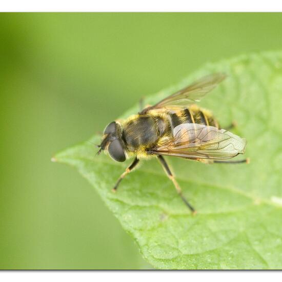 Myathropa florea: Animal in habitat Garden agriculture in the NatureSpots App