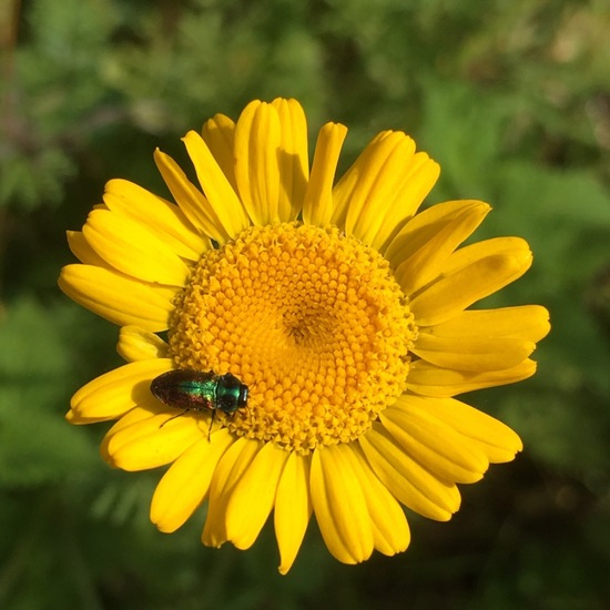 Färberkamille: Pflanze im Habitat Garten in der NatureSpots App