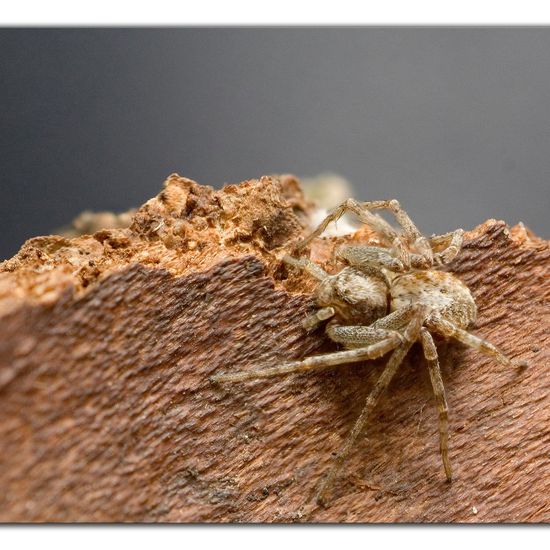 Philodromus cespitum: Tier im Habitat Garten in der NatureSpots App