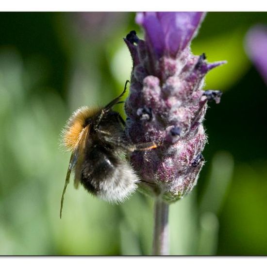 Baumhummel: Tier im Habitat Garten in der NatureSpots App