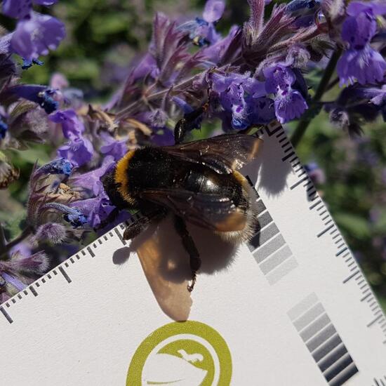 Bombus: Animal in habitat Flowerbed in the NatureSpots App
