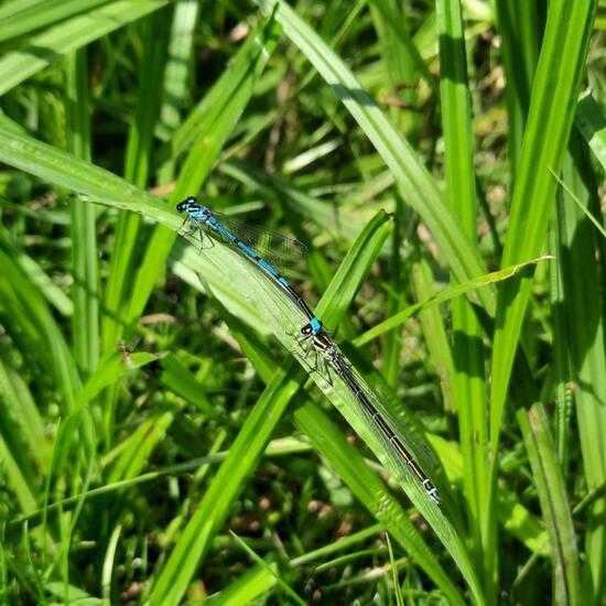 Azure damselfly: Animal in nature in the NatureSpots App