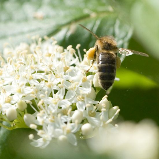 Westliche Honigbiene: Tier im Habitat Garten in der NatureSpots App