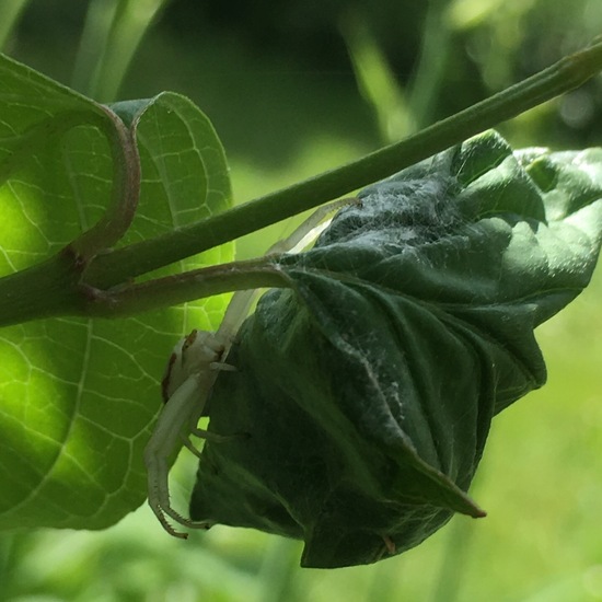 Veränderliche Krabbenspinne: Tier im Habitat Garten in der NatureSpots App