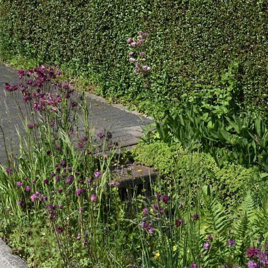 Landscape: Urban and Garden in habitat Road or Transportation in the NatureSpots App