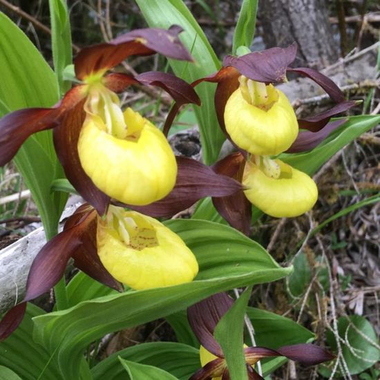 Gelber Frauenschuh: Pflanze im Habitat Wald der gemäßigten Breiten in der NatureSpots App