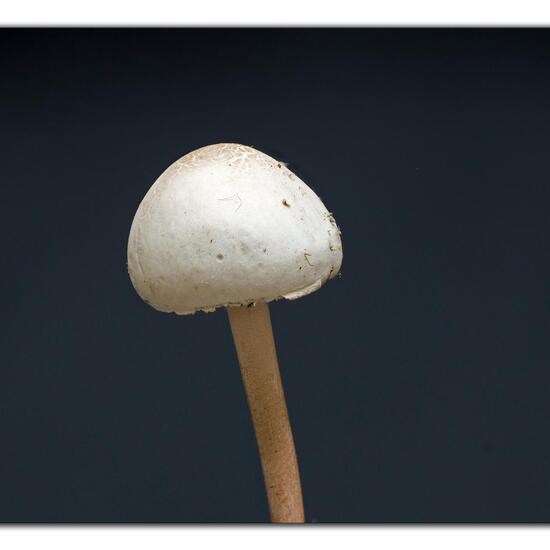 Psathyrella candolleana: Mushroom in nature in the NatureSpots App