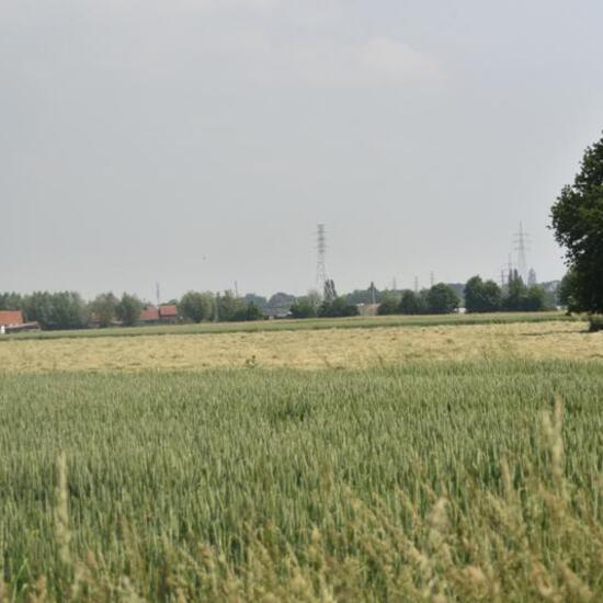 Landschaft: Landwirtschaft im Habitat Landwirtschaftliche Wiese in der NatureSpots App