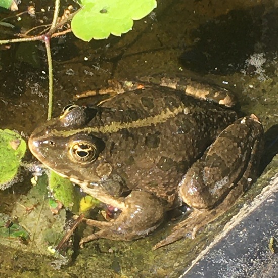 Marsh Frog: Animal in habitat Pond in the NatureSpots App