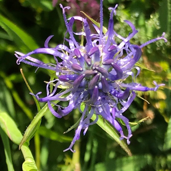 Kugelige Teufelskralle: Pflanze im Habitat Naturnahe Wiese in der NatureSpots App