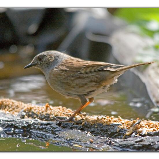 Dunnock: Animal in habitat Backyard in the NatureSpots App