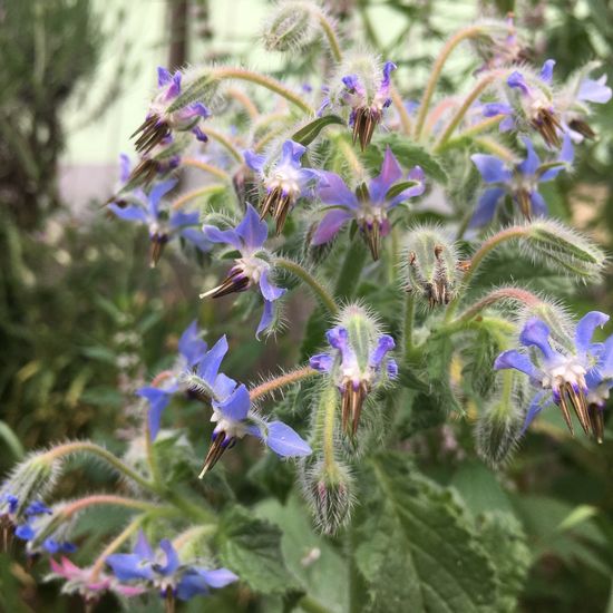 Borage: Plant in habitat Garden in the NatureSpots App