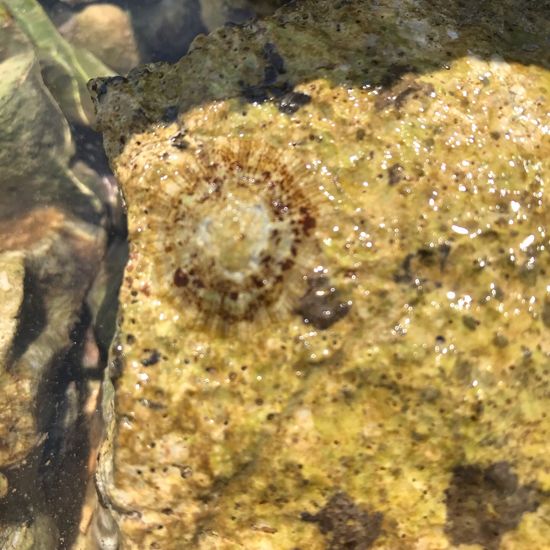 Patella vulgata: Animal in habitat Rocky coast in the NatureSpots App