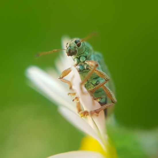 Ischnopterapion virens: Tier im Habitat Park in der NatureSpots App