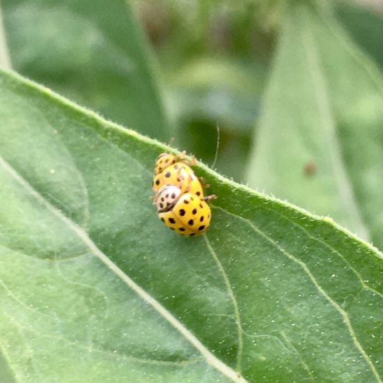 Zweiundzwanzigpunkt-Marienkäfer: Tier im Habitat Garten in der NatureSpots App