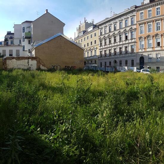 Landschaft: Stadt und Garten im Habitat Brache in der NatureSpots App