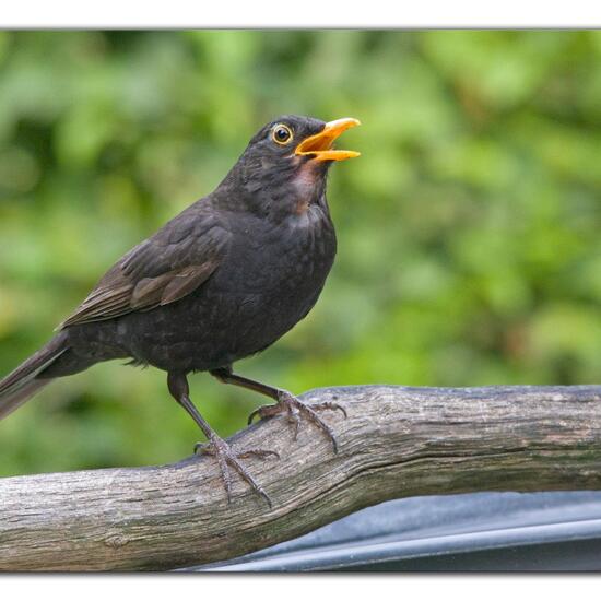 Common blackbird: Animal in habitat Garden in the NatureSpots App