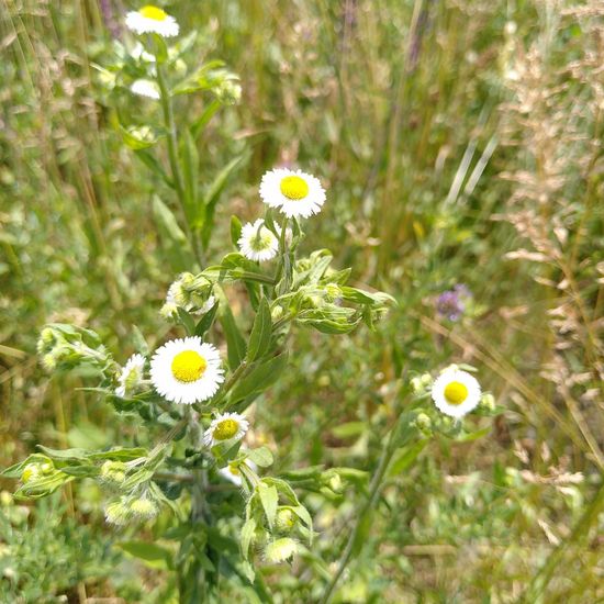 Erigeron annuus: Plant in habitat Natural Meadow in the NatureSpots App