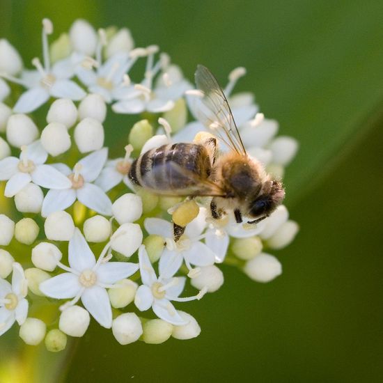 Apis mellifera: Animal in habitat Garden in the NatureSpots App