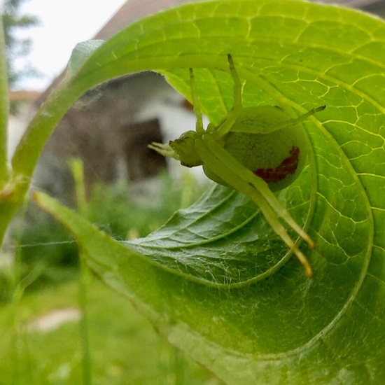 Veränderliche Krabbenspinne: Tier im Habitat Garten in der NatureSpots App