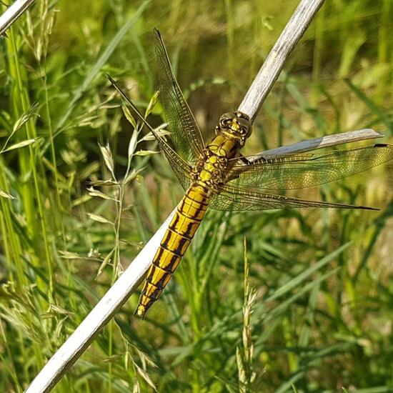 Black-tailed Skimmer: Animal in habitat Brownfield land in the NatureSpots App