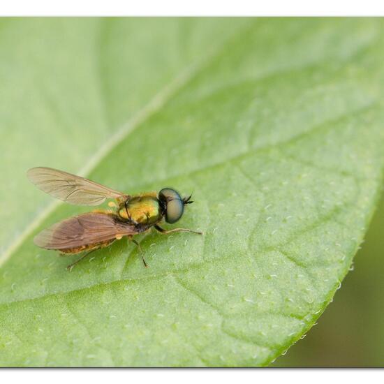 Chloromyia formosa: Animal in habitat Garden agriculture in the NatureSpots App