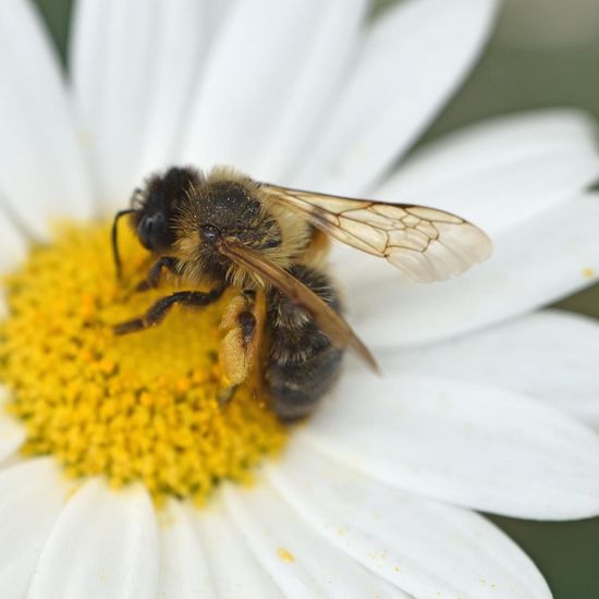 Gemeine Sandbiene: Tier im Habitat Garten in der NatureSpots App