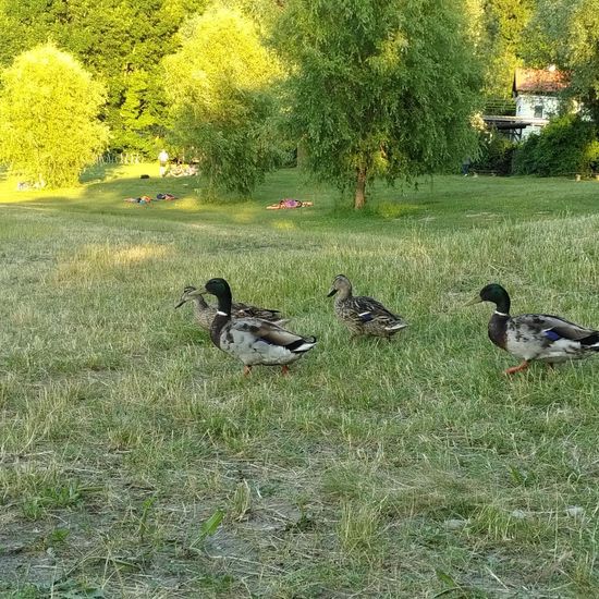 Stockente: Tier im Habitat Künstliches Süßwasser in der NatureSpots App