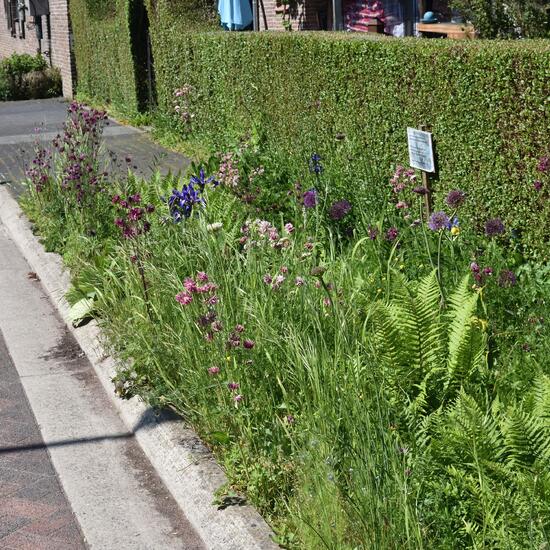 Landscape: Urban and Garden in habitat Road or Transportation in the NatureSpots App