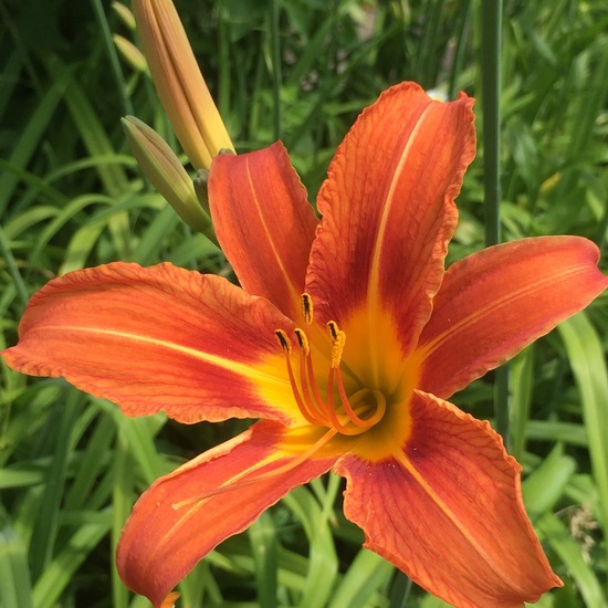 Hemerocallis fulva: Plant in habitat Garden in the NatureSpots App