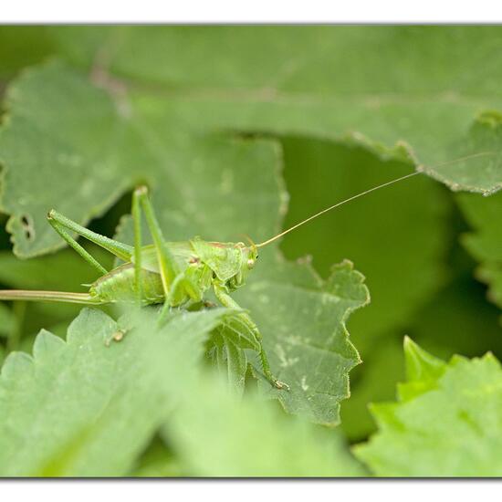 Tettigonia viridissima: Animal in habitat Semi-natural grassland in the NatureSpots App