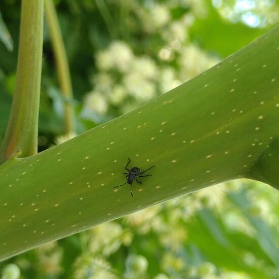 Eine unbekannte Art: Tier im Habitat Hecke/Blumenbeet in der NatureSpots App