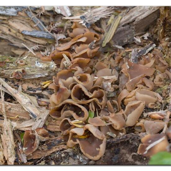 Peziza micropus: Mushroom in habitat Forest in the NatureSpots App