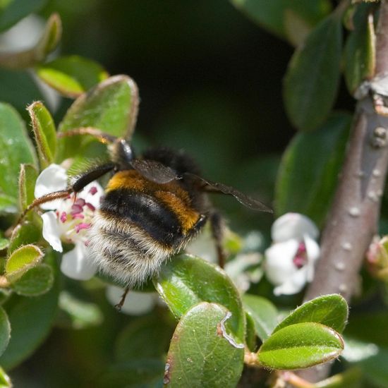 Eine unbekannte Art: Tier im Habitat Garten in der NatureSpots App