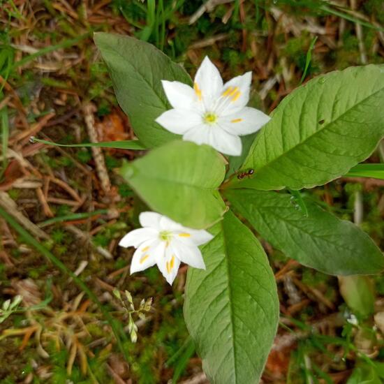 Lysimachia europaea: Plant in nature in the NatureSpots App