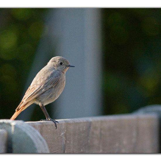 Hausrotschwanz: Tier im Habitat Garten in der NatureSpots App