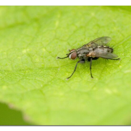 Phyto melanocephala: Tier im Habitat Gartenkultur in der NatureSpots App