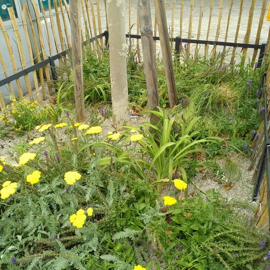 Landscape: Urban and Garden in habitat Flowerbed in the NatureSpots App