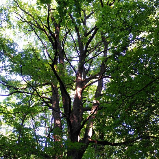 Eichen: Pflanze im Habitat Wald der gemäßigten Breiten in der NatureSpots App