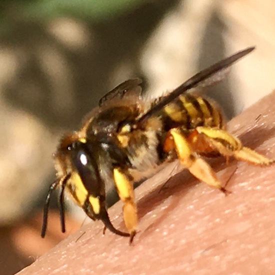 Große Wollbiene: Tier im Habitat Garten in der NatureSpots App