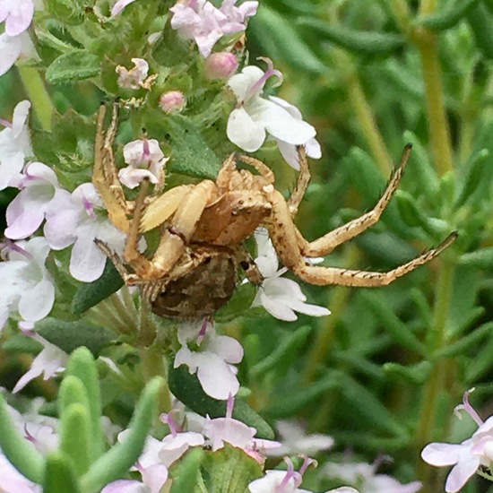 Common crab spider: Animal in habitat Garden in the NatureSpots App
