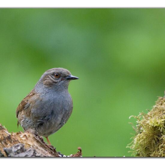 Heckenbraunelle: Tier in der Natur in der NatureSpots App