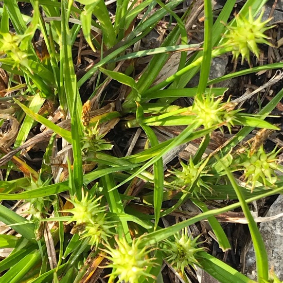 Carex flava: Plant in habitat Swamp in the NatureSpots App