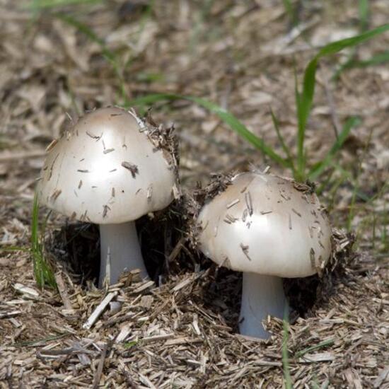 Volvariella gloiocephala: Mushroom in habitat Agricultural meadow in the NatureSpots App