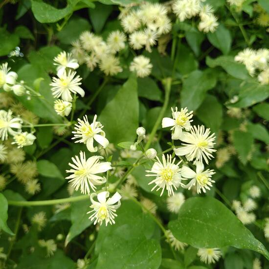 Gewöhnliche Waldrebe: Pflanze im Habitat Hecke/Blumenbeet in der NatureSpots App