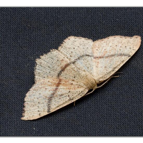 Cyclophora punctaria: Animal in habitat Garden in the NatureSpots App