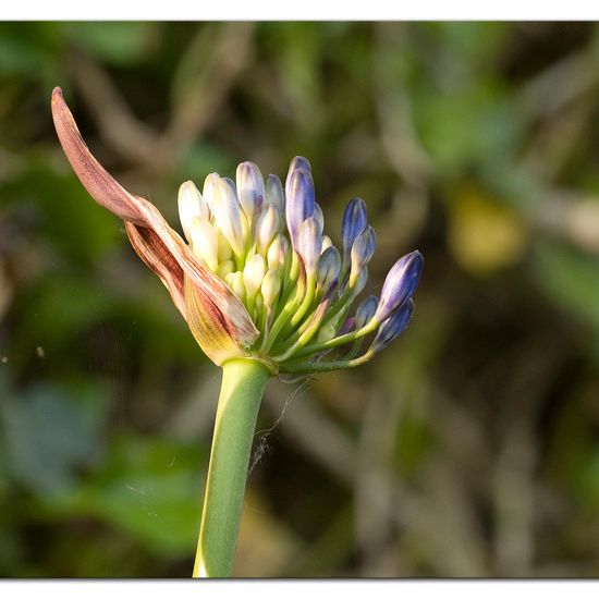 Agapanthus: Plant in habitat Garden in the NatureSpots App