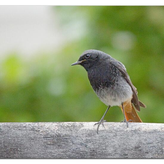 Hausrotschwanz: Tier im Habitat Garten in der NatureSpots App