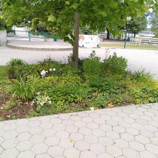 Landscape: Urban and Garden in habitat Flowerbed in the NatureSpots App