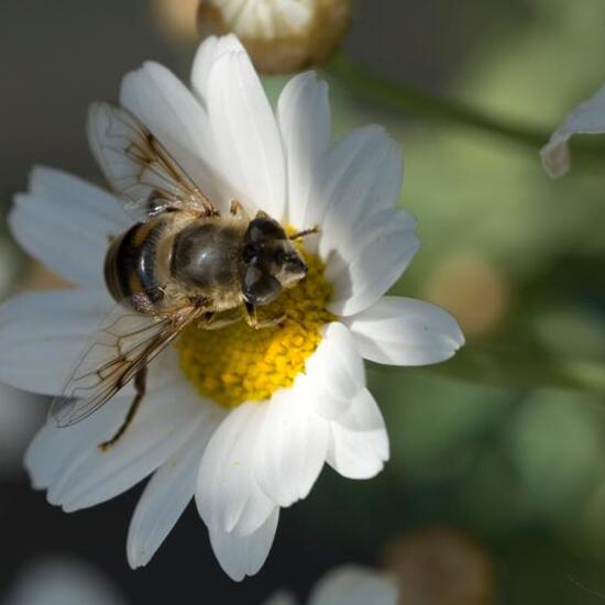 Eristalis tenax: Animal in habitat Garden in the NatureSpots App